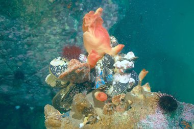 deniz altındaki kabuk midye