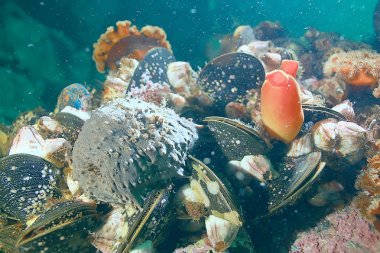 deniz altındaki kabuk midye