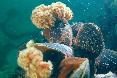 deniz altındaki kabuk midye