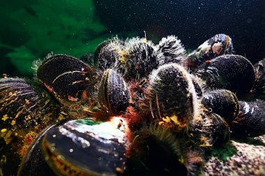 deniz altındaki kabuk midye