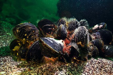 deniz altındaki kabuk midye