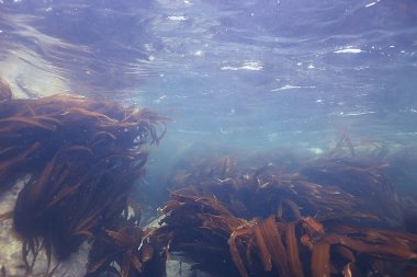 güzel laminaria deniz yosunu