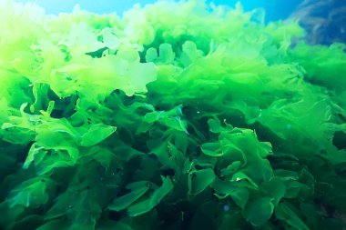 beautiful laminaria seaweed clipart