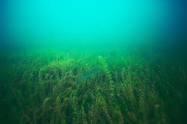 deniz altındaki güzel yosun 