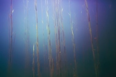 deniz altındaki güzel yosun 