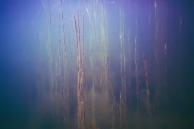 deniz altındaki güzel yosun 