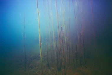 deniz altındaki güzel yosun 