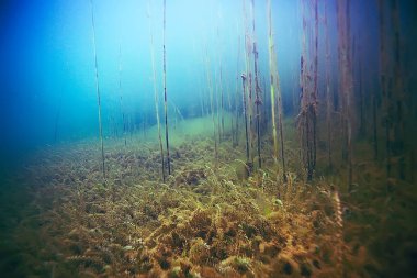 deniz altındaki güzel yosun 
