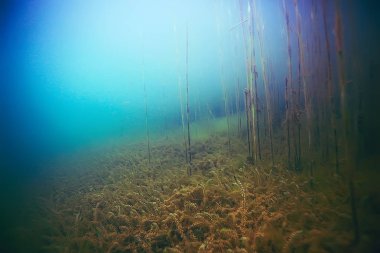 deniz altındaki güzel yosun 
