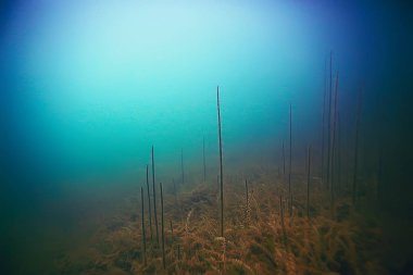 deniz altındaki güzel yosun 