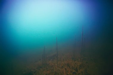 deniz altındaki güzel yosun 