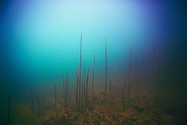 deniz altındaki güzel yosun 