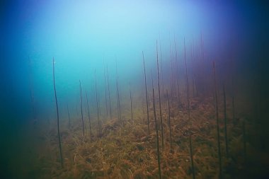deniz altındaki güzel yosun 