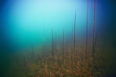deniz altındaki güzel yosun 