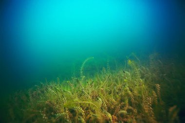deniz altındaki güzel yosun 