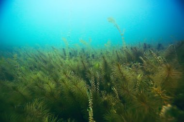 deniz altındaki güzel yosun 