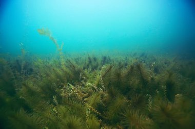 deniz altındaki güzel yosun 