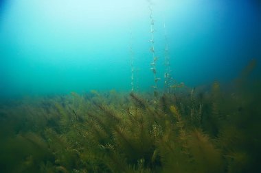 deniz altındaki güzel yosun 