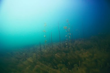 deniz altındaki güzel yosun 