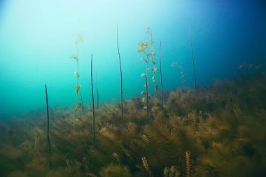 deniz altındaki güzel yosun 