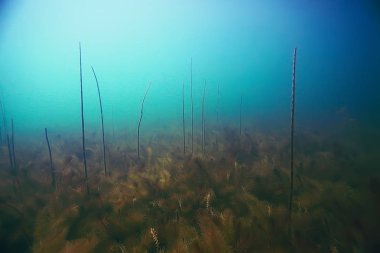 deniz altındaki güzel yosun 