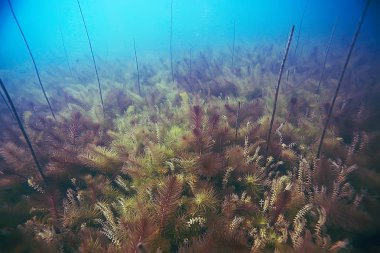 deniz altındaki güzel yosun 