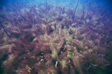 deniz altındaki güzel yosun 