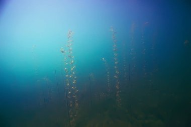 deniz altındaki güzel yosun 