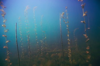 deniz altındaki güzel yosun 