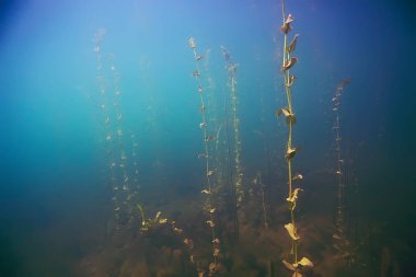 deniz altındaki güzel yosun 