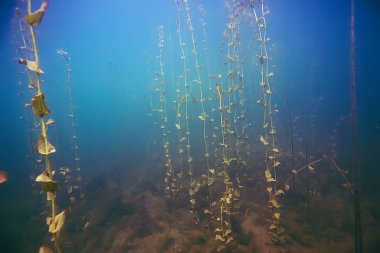 deniz altındaki güzel yosun 