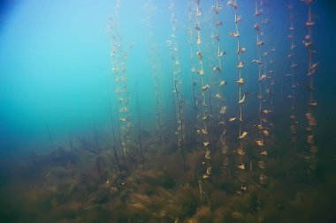 deniz altındaki güzel yosun 