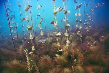 deniz altındaki güzel yosun 