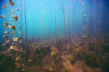 deniz altındaki güzel yosun 