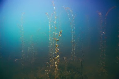 deniz altındaki güzel yosun 