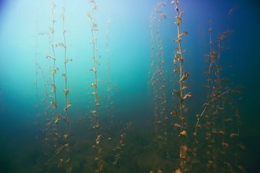 deniz altındaki güzel yosun 