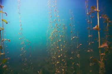 deniz altındaki güzel yosun 