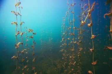 deniz altındaki güzel yosun 