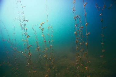 deniz altındaki güzel yosun 