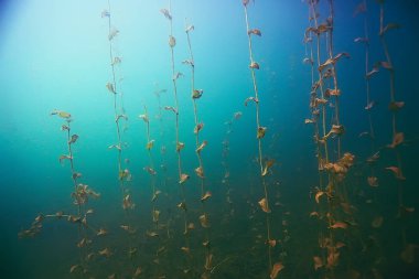 deniz altındaki güzel yosun 