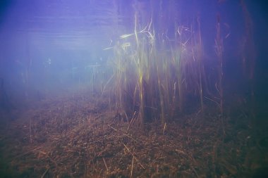 deniz altındaki güzel yosun 