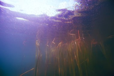 deniz altındaki güzel yosun 