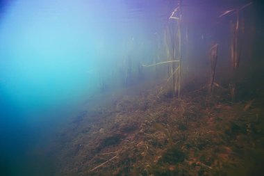 deniz altındaki güzel yosun 