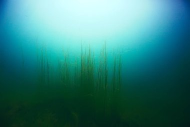 deniz altındaki güzel yosun 