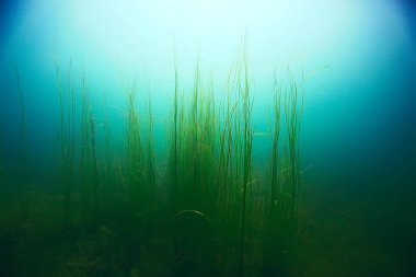 deniz altındaki güzel yosun 