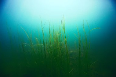 deniz altındaki güzel yosun 