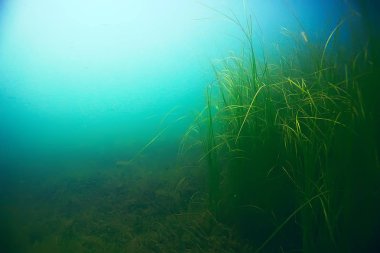 deniz altındaki güzel yosun 