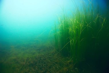 deniz altındaki güzel yosun 