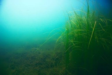 deniz altındaki güzel yosun 