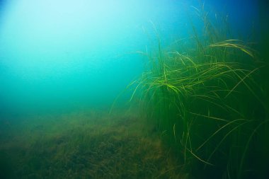 deniz altındaki güzel yosun 